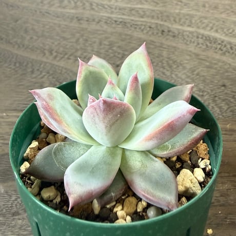 52、Echeveria ’CS-NO-13’ ’lindsayana×Super White’