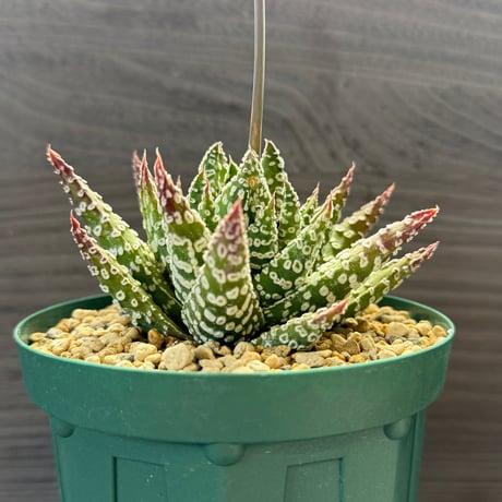 146、Haworthia 冬の星座