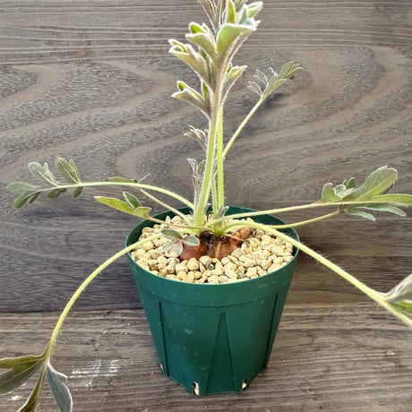 ITEM | HORIKAWA NURSERY