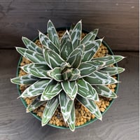 34、Agave 笹の雪