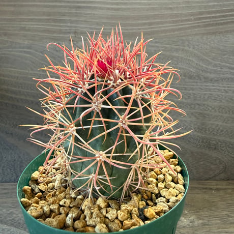 3、Ferocactus 赤刺金冠竜