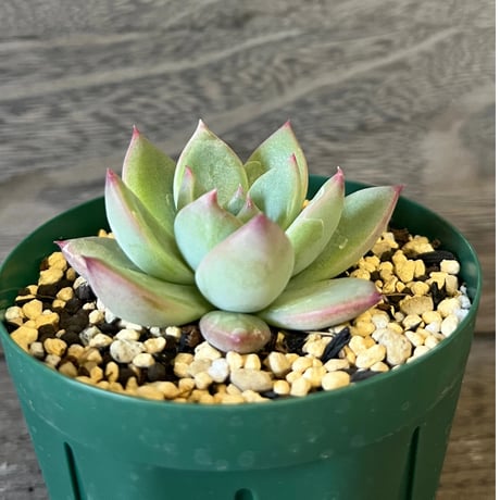 7、Echeveria colorata ‘Nahuala‘seeding