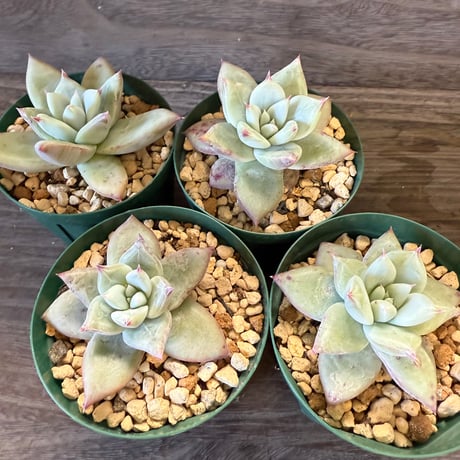 helbzeitページ　2.5号鉢　リンゼアナ　堀川ナーセリーさん苗 多肉☆helbzeit様 専用 helbzeitページ 2.5号鉢 リンゼアナ 堀川