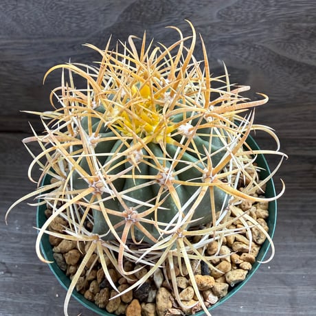 1、Ferocactus 金冠竜