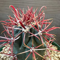 7、Ferocactus 神仙玉