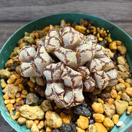 152、Conophytum pellucidum v.terricolor SH.1252