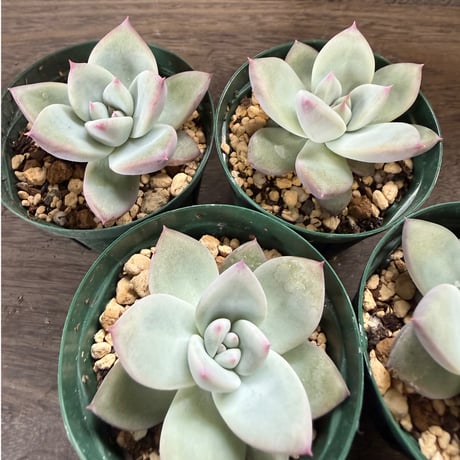 165、Echeveria ’CS-NO-01’ ’Super White’