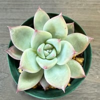 69、Echeveria ‘CS-NO-13‘ ‘lindsayana×Super White‘