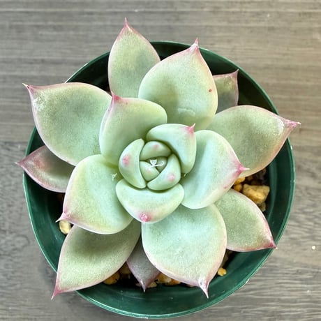 69、Echeveria ‘CS-NO-13‘ ‘lindsayana×Super White‘