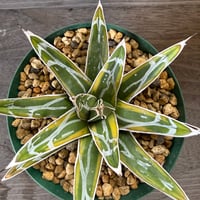 142、Agave 笹の雪錦