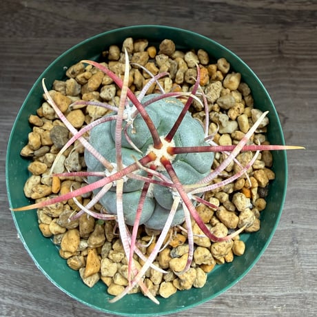 193、Thelocactus 強刺緋冠竜
