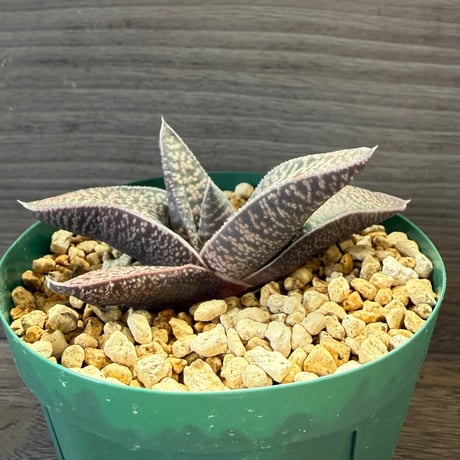 145、Gasterhaworthia ’Koelmaniorum × excelsa‘