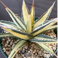 30、Agave purpusorum f.variegata