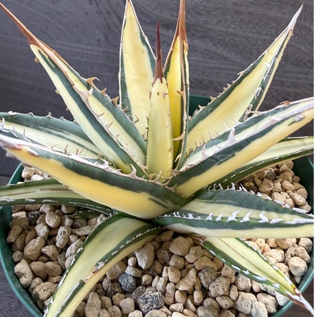 30、Agave purpusorum f.variegata