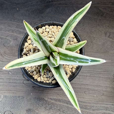 93、Agave ‘氷山‘
