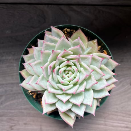 107、Echeveria ‘Lindsayana‘Koehres seeding
