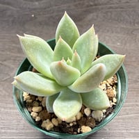 73、Echeveria ‘tolimanensis Rio Toliman×Super White‘