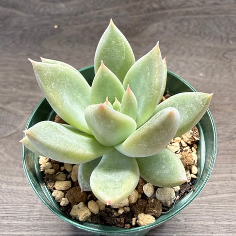 73、Echeveria ‘tolimanensis Rio Toliman×Super White‘