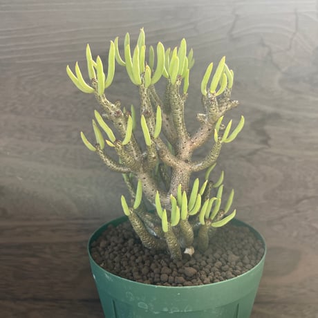 64、Tylecodon buchholziana