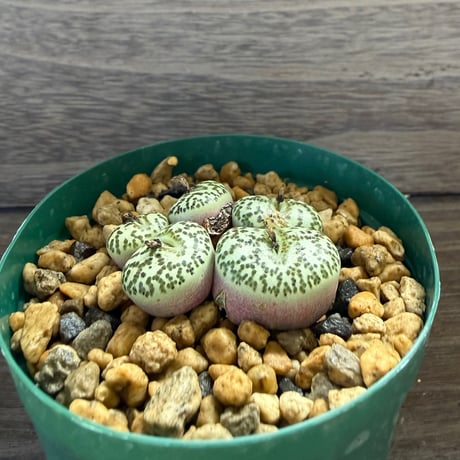 157、Conophytum ursprungianum