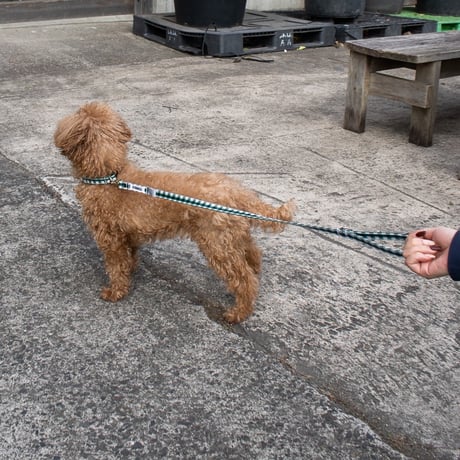 DOG SHORT LEASH (BALMY x TEMBEA)