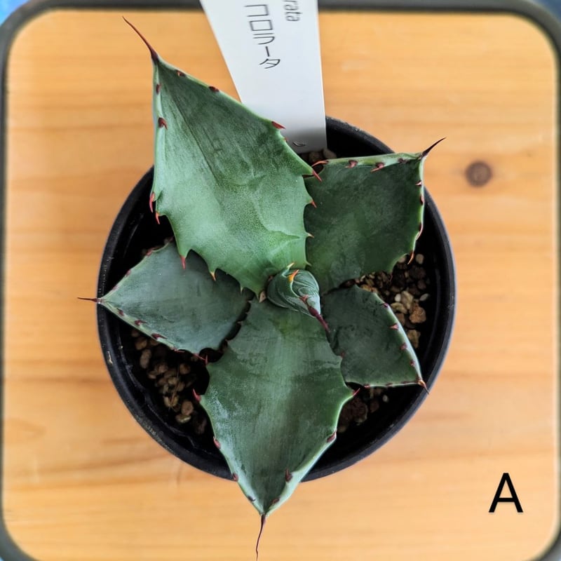 アガベコロラータ幹立ち アメリカ産 親株 白い‼️ 【公式通販】