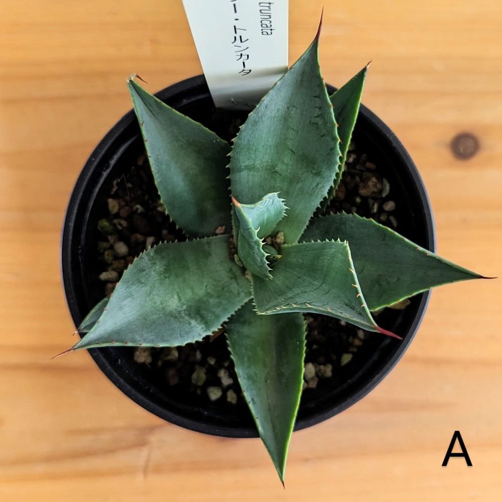 アガベ トランカータ アガベ パリー・トランカータ・淡斑入り 斑入り