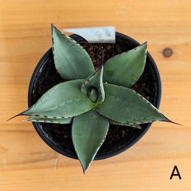 アガベ　ブルーブライアン　パリーホーチエンシス　ハイブリッド アガベ パリー ホーチエンシス | mana's farm:塊根植物・アガベ