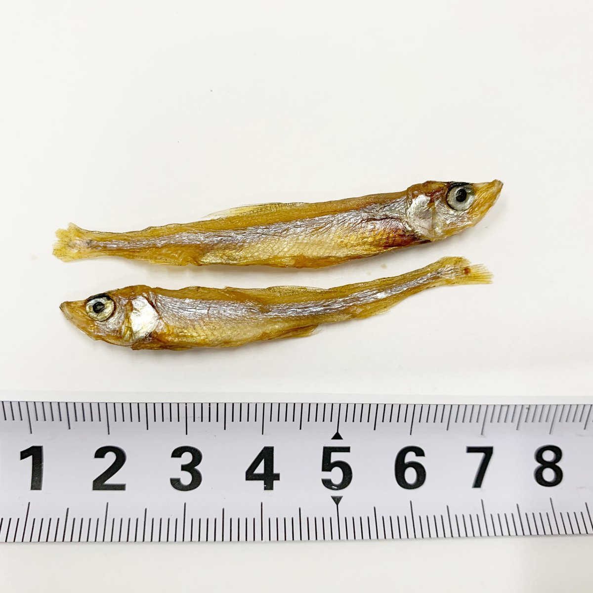 わかさぎの蔵　公魚　２本 調理用 琵琶湖産天然ワカサギ 500g 魚友商店｜ 琵琶近江商店 滋賀の