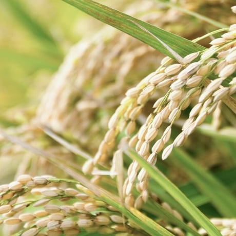 玄米カイロYOHEHO shoulder warmer 白