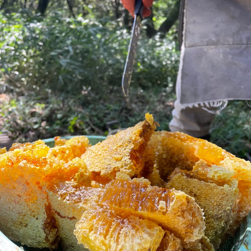 2025晩秋蜜】日本みつばち菊鹿600g | sunrockhacci