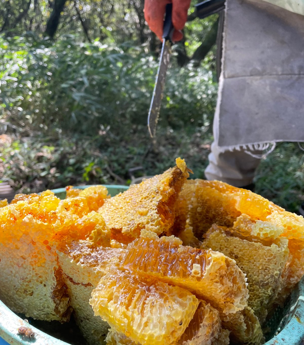 2025晩秋蜜】日本みつばち菊鹿600g | sunrockhacci