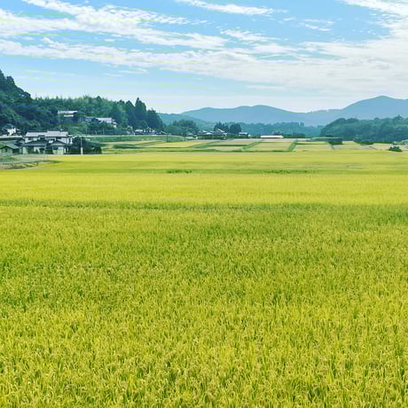 玄米カイロYOHEHO shoulder warmer 白