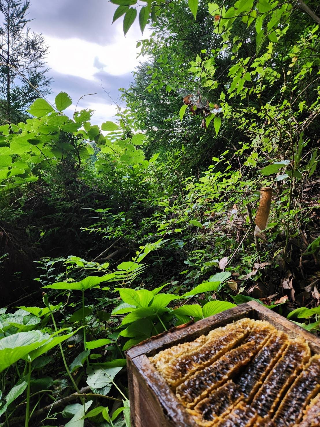 2025夏蜜】日本みつばち菊鹿600g | sunrockhacci