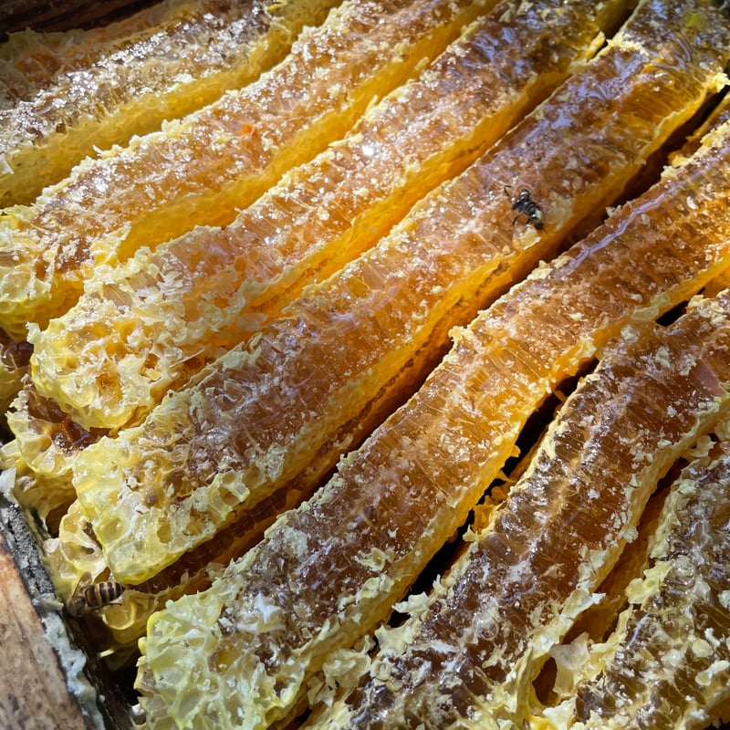 2025晩秋蜜】日本みつばち菊鹿600g | sunrockhacci