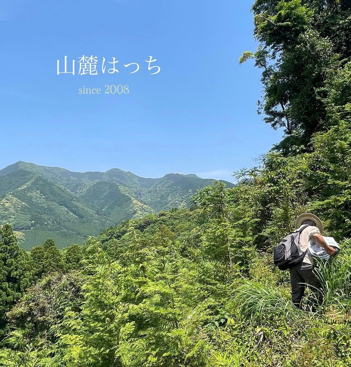 2025夏蜜】日本みつばち菊鹿405g | sunrockhacci