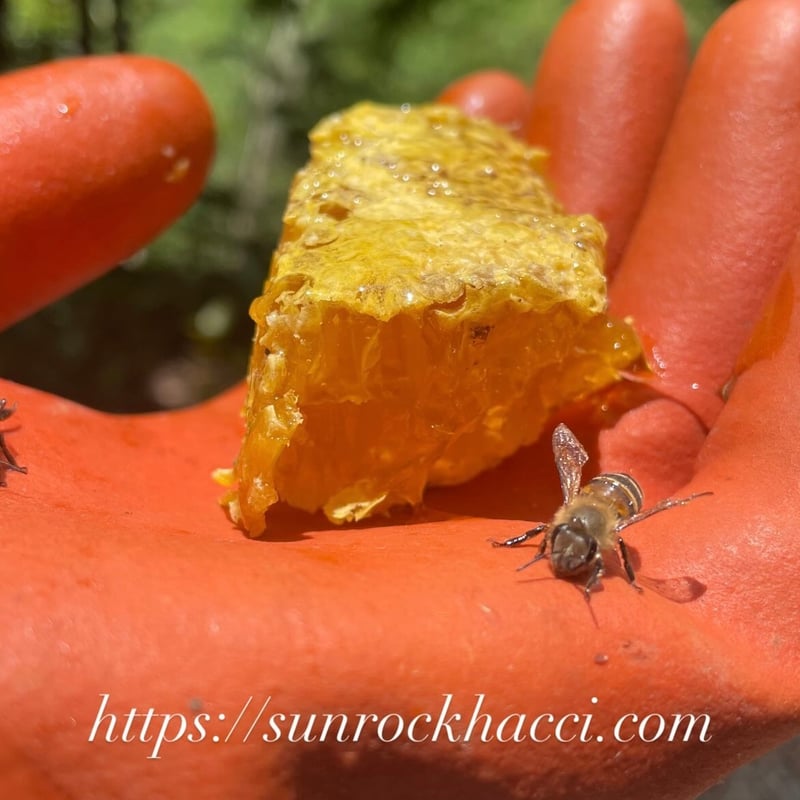 2025夏蜜】日本みつばち菊鹿600g | sunrockhacci