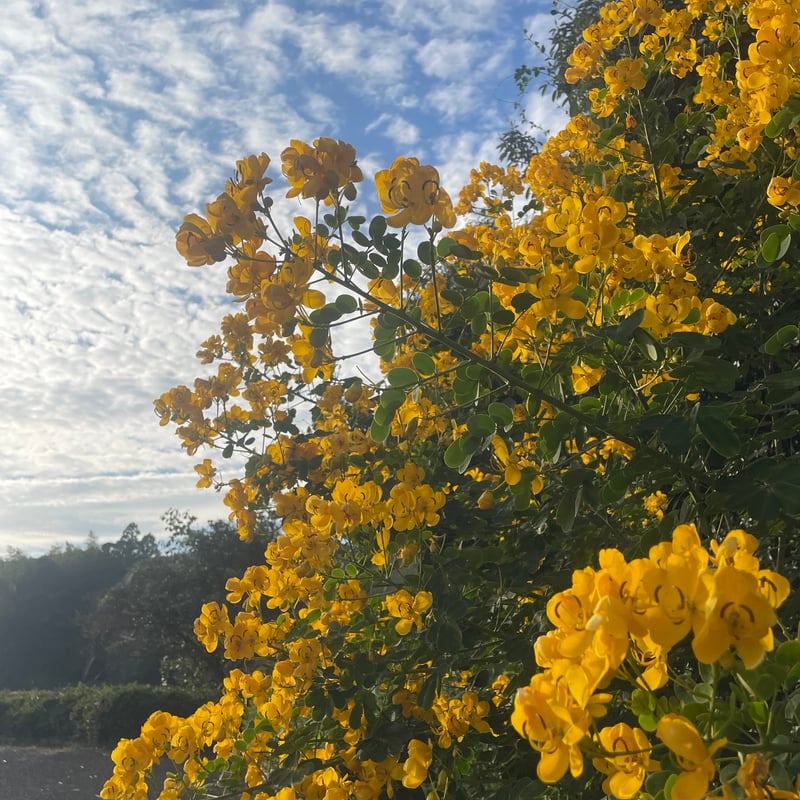 2025晩秋蜜】日本みつばち菊鹿600g | sunrockhacci