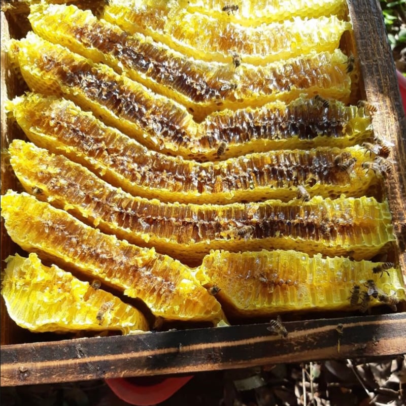 日本蜜蜂 蜂蜜 国産 600g×4【2024年11月採蜜‼️】 日本蜜蜂 蜂蜜 国産 600g×4【2024年11月採蜜‼️】 日本蜜蜂