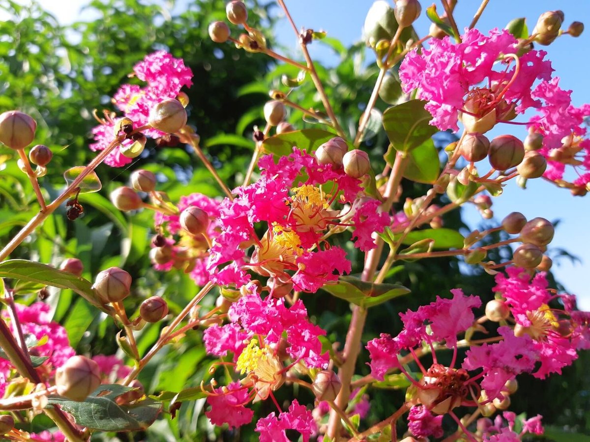日本蜜蜂　巣蜜　ニホンミツバチ　コムハニー　百花蜜 global-hospitality_sa-039