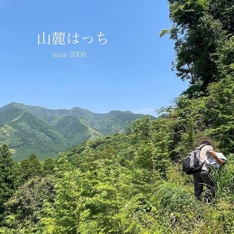 2025夏蜜】日本みつばち菊鹿150g | sunrockhacci