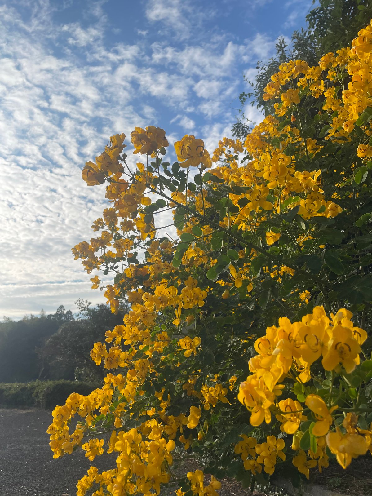 2025晩秋蜜】日本みつばち菊鹿405g | sunrockhacci