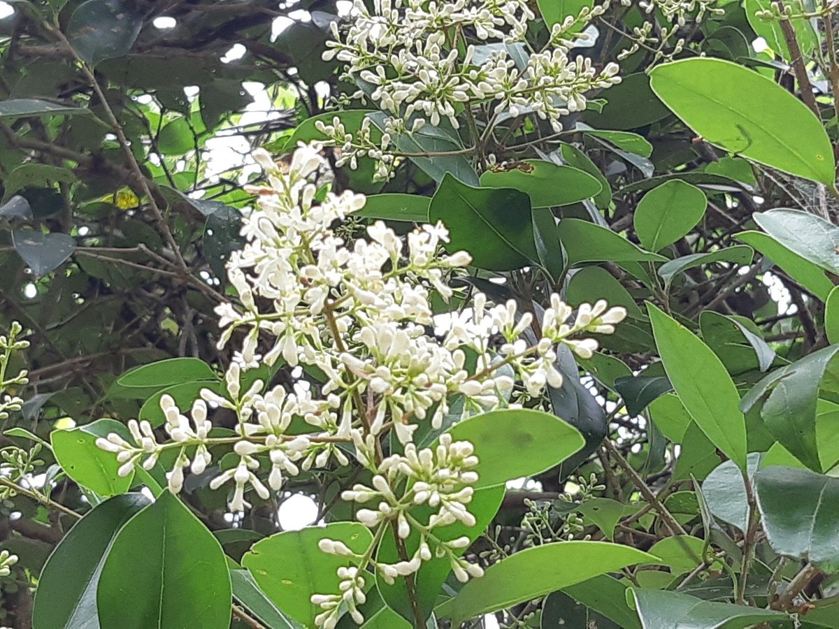 ニホンミツバチ　コムハニー　日本蜜蜂　巣蜜 fit=scale-down,w=1200