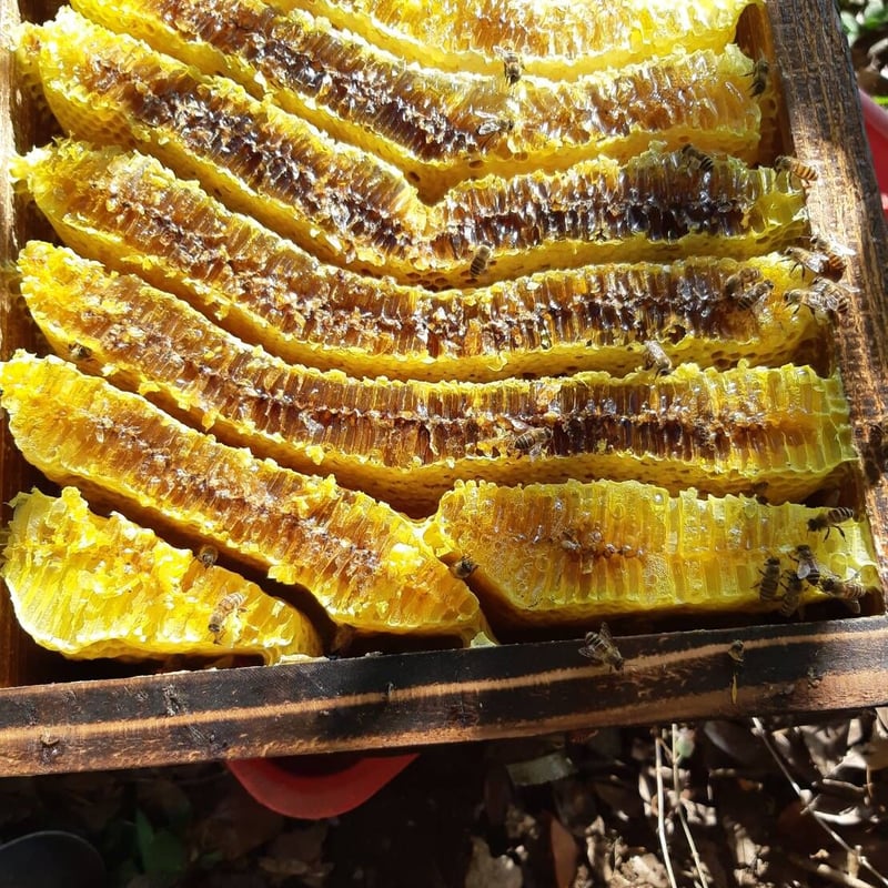 日本みつばち蜜蝋クリーム【たっぷり柔らかめ】 | sunrockhacci