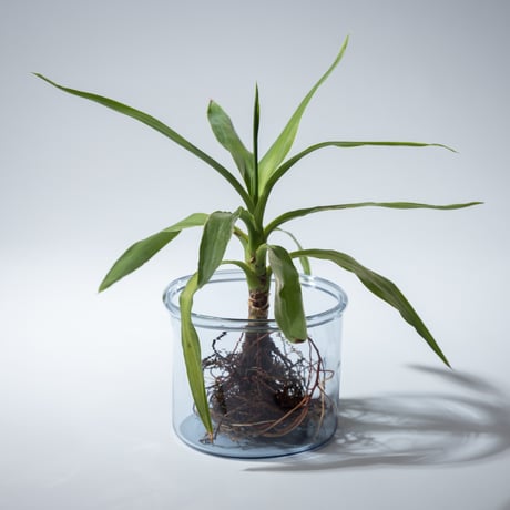 CATEGORY Ayano Yoshizumi | 富山ガラス工房