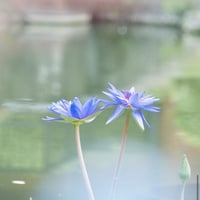 【完売】Divine lotus　〜青い蓮（睡蓮）  1.8ml　オリエント香油（エジプト香油）