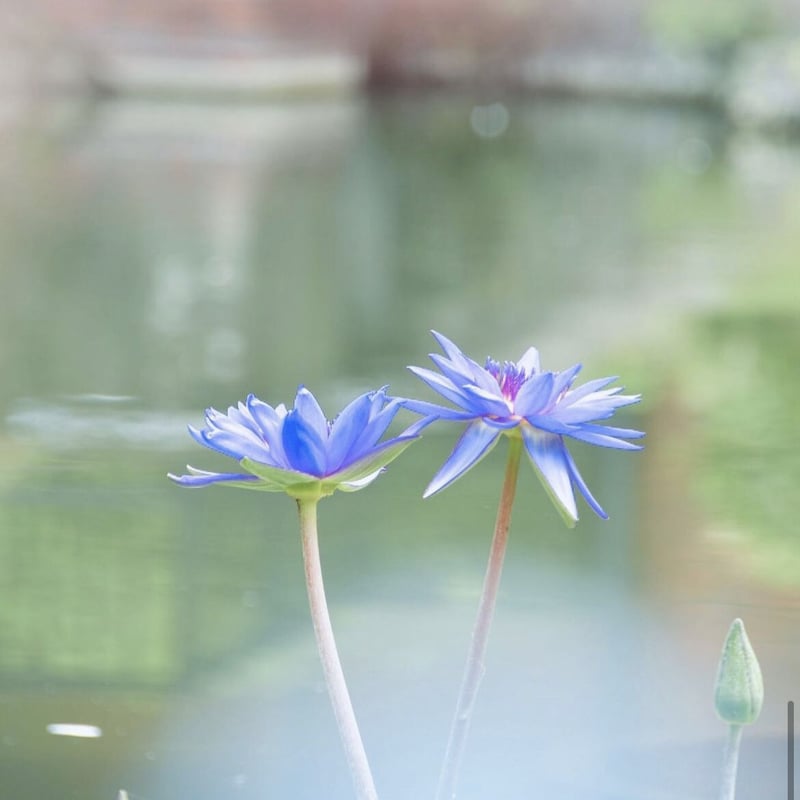 Divine lotus 〜青い蓮（睡蓮） 1.8ml オリエント香油（エジプト香油