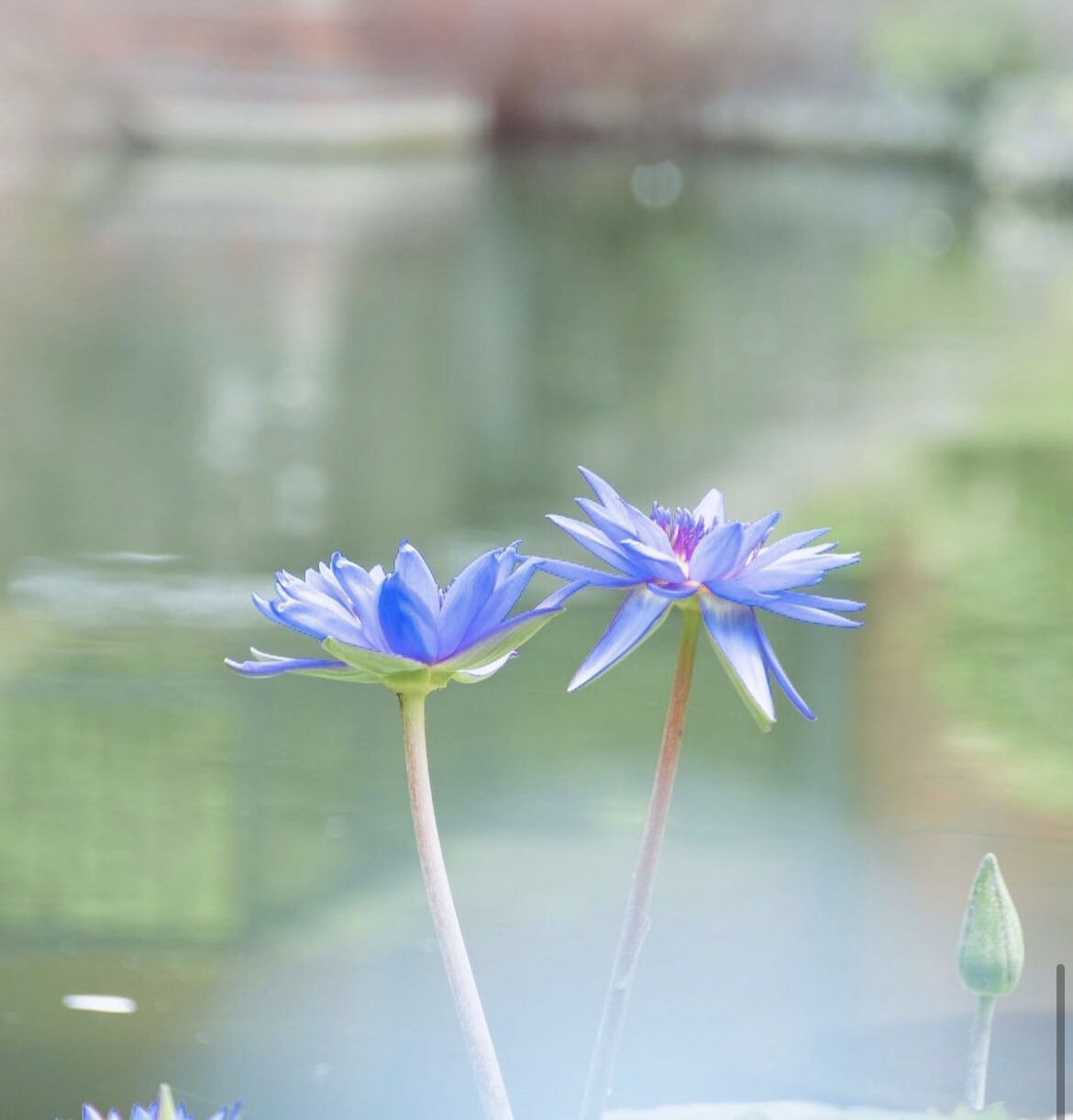 Divine lotus 〜青い蓮（睡蓮） 1.8ml オリエント香油（エジプト香油