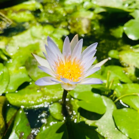 【完売】Divine lotus　〜青い蓮（睡蓮）  1.8ml　オリエント香油（エジプト香油）