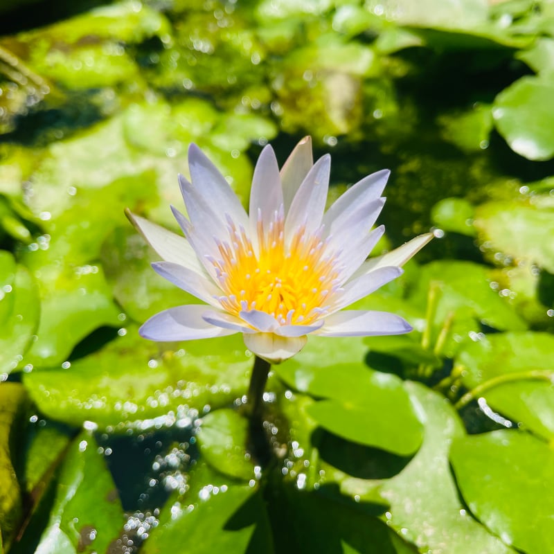 未使用〈タンタン青い蓮Le Lotus bleuオルゴール〉 Divine lotus 〜青い蓮（睡蓮） 1.8ml オリエント香油（エジプト香油